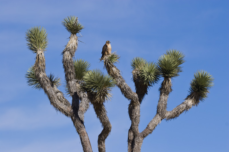 Red-Tailed Hawk In Joshua Tree